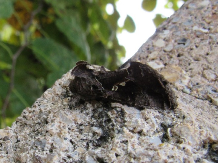Soybean Looper Moth.